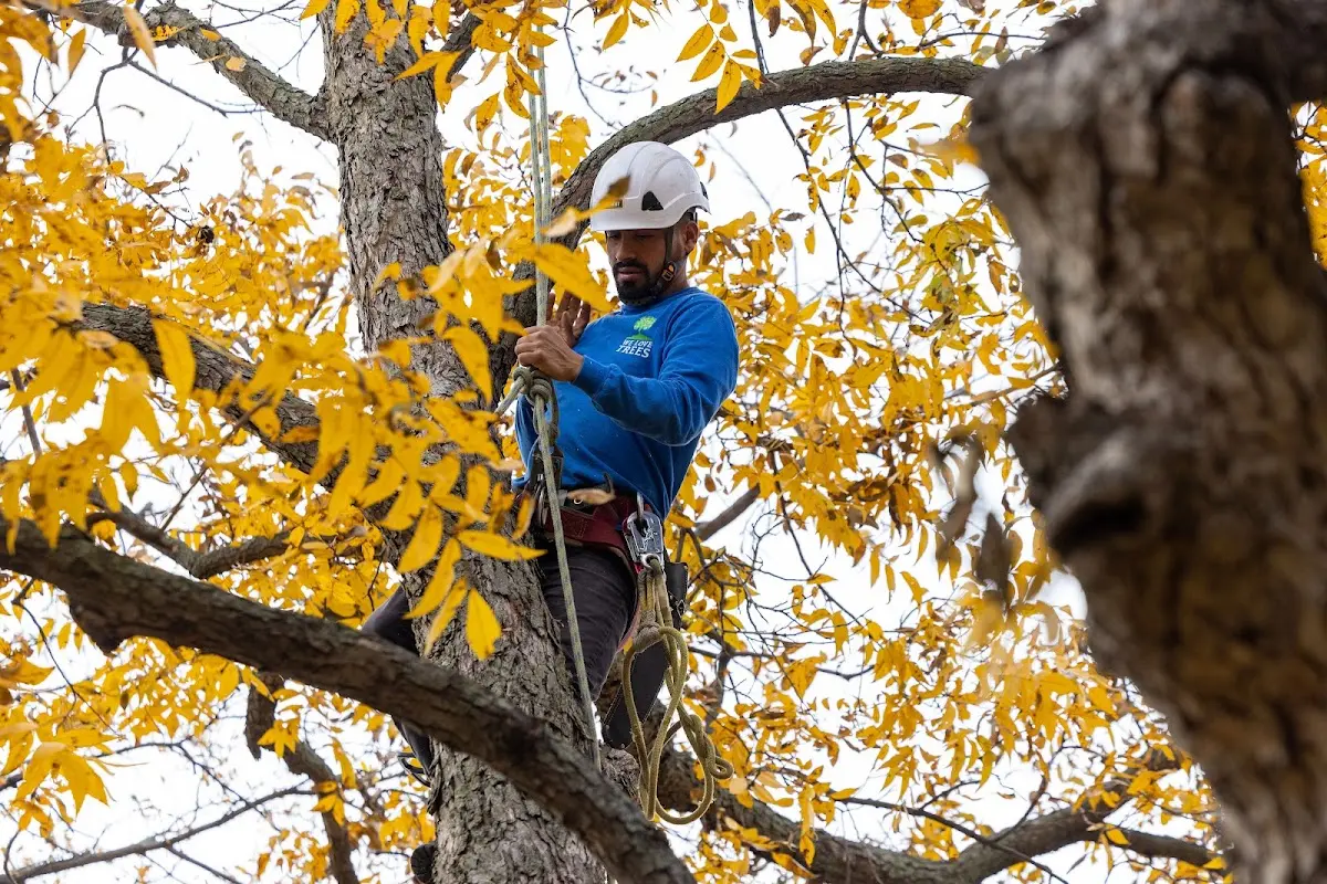 Skilled Dead Tree Removal crew working in Hague